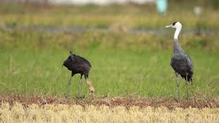 ♪鳥くん野鳥動画（鹿児島県出水市）20191116ナベヅル親子いいJO6A0138