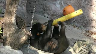 朝ごはんやお鼻ピクピクとか マレーグマのマーサ 天王寺動物園 4k動画 Malayan sun bear