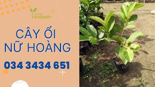 Cây ổi nữ hoàng- Cây ăn quả dễ trồng|Cây giống Tiên Garden| 0343434651