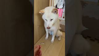 おやつを前にしてヨダレが止まらない柴犬