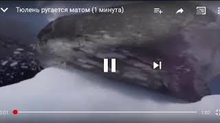 Бл*ть  (тюлень ругается матом)