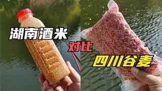 都說四川谷麥釣魚能爆護，真有那麽厲害？用湖南酒米對比揭露真相