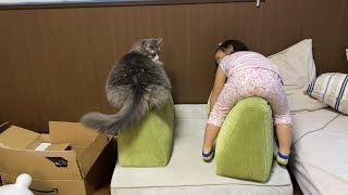 娘からアプローチされる猫　ノルウェージャンフォレストApproached by daughter. Norwegian Forest Cat.