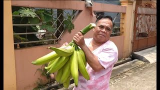 PART 3. PISANG JUMBO - PANEN PISANG TANDUK PAPUA BESAR DAN PANJANG