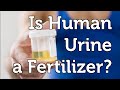 Can Human Urine be used as a Fertilizer in your Organic Garden Can Human Urine be used as a Fertilizer in your Organic Garden