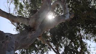 A Rock by the Elbow Tree | Hidden Huntington Beach S7E5