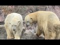 八木山動物公園 ホッキョクグマ カイ ポーラ