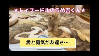 愛と勇気が友達さ〜 ★トイプードルのうめ吉くん（61日目)★