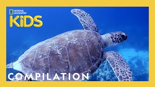Scuba Diving with Sam! 🐡 | What Sam Sees | 90 Minutes | Nat Geo Kids Compilation | @natgeokids