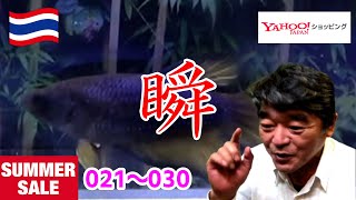 【サマーセール開催中】ショーベタHM　メス　03F0722 021から030