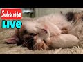 Caturday Live Stream