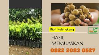 0822.2083.0527 (Tsel) Jual Bibit Kelengkeng Semarang