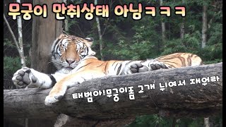 (4K)만취해서 기둥에 기대 잠든 아저씨 포스로 잠든 무궁이,나라잃은 표정으로 싸매고 누운 태범이 - 에버랜드호랑이 / 한국호랑이 / 타이거밸리