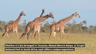 Tips for Safari in Africa