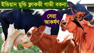 শীতের সেরা আকর্ষণ ইন্ডিয়ান মুন্ডি ফ্লাকভী গাভী বকনা কালেকশন dairy farm