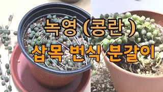 잘 자란 녹영(콩란) 분갈이/흙배합/삽목 번식 시도