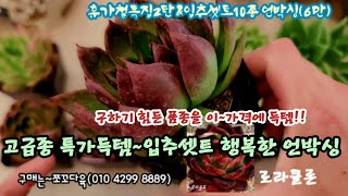 삼복더위 막바지!! 입추셋트로 기분전환해요!! 고급명품다육을 6천원에 득템 언박싱!! 로라클론 아라베스크 콜리 나탈리나 뫼비우스금등