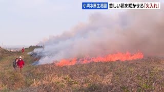 ことしも、美しい花々を咲かせます！小清水原生花園で、自然の植生回復させる「火入れ」　北海道小清水町