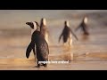 penguin the fascinating world of penguins an in depth exploration