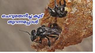 ചെറുതേനീച്ച കൂട് തുറന്നപ്പോൾ || Beekeeping || ചെറുതേനീച്ച വളർത്തൽ