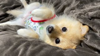 冬用布団を出したら愛犬がこうなりました…笑