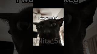 I was attacked by evil Larry and then... 🙀#viral #catmemes #funnycats