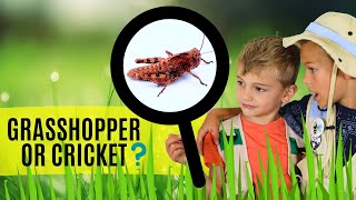 Cricket or Grasshopper? (Facts about crickets and grasshoppers)