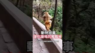 【动物故事】每天蹭吃蹭喝的猴子！