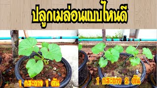 🧐การปลูกเมล่อน 1 ต้น ต่อกระถาง และ 2 ต้น ต่อกระถาง แบบไหนดี🌄🍈🍈