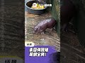 【谈谈News】泰国弹跳猪🦛 圆滚滚又爱气噗噗的好可爱！🥰