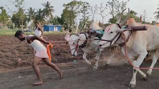 terabandi race,Pulagaddi #khilari #khilaribailjodi #terebandi #terebandifestival #bulls #bullsrace