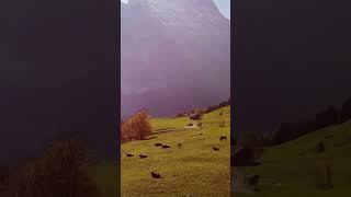 Swiss Pastoral Scenery 스위스 목가적 풍경