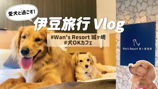 【Izu trip 1 day and 2 nights with my doggos】Wan's Resort Jyogasaki🐶Golden Retriever \u0026 Chihuachs🤍