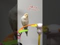 おしゃべりを遮られて怒るオカメインコ shorts