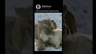 Goat cries when the tiger crunches his neck | Brutal nature #wildlife