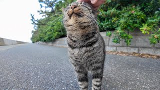 海辺の公園のキジトラ猫ちゃん、モフられにきたけど他の猫に追い返された