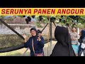 Serunya Panen Anggur di Kebun Almira Grape