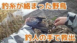 釣糸が絡まった野鳥を救出。　バス釣りの人気ポイント