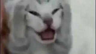 Shitpost Status Compilation 70