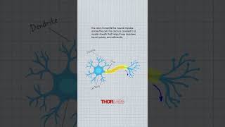 The Structure of a Neuron