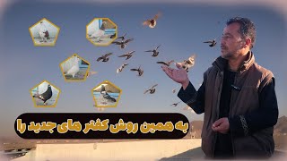 به همین روش کفتر های جدید را آماده بسازیم که جبهه زور شود0201Afghan Shawqi