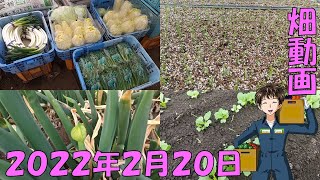 【2022/2/20】寒い中、ネギは無事に発芽してくれました！！