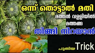 കുട്ടനിറയെ മത്തൻപറിക്കാം ഇങ്ങനെ തൊട്ടാൽ മതി /poppy happy vlogs