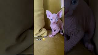 little wrinkle to a big baby #catvideos #sphynxworldwide #sphynx #hairlesscats #shorts #catshorts