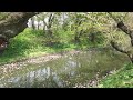 青森弘前公園20150429花筏 1