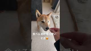 大好きなお菓子をもらえて嬉しそうな柴犬まる#shorts