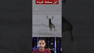 لماذا يسقط الموظ قرونه او الغزلان الامريكية #مول_البالة #الياس