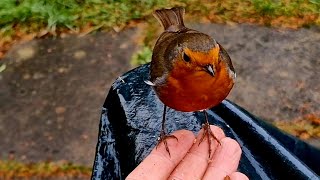 Hand Feeding Birds Ray The Robin 27th December 2024