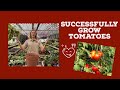 Complete Guide to Growing Tomatoes for High Yield, Part 1 #homegrown #tomato