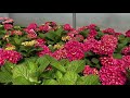 WEE BIT GIDDY™ Hydrangea | Garden Crossings